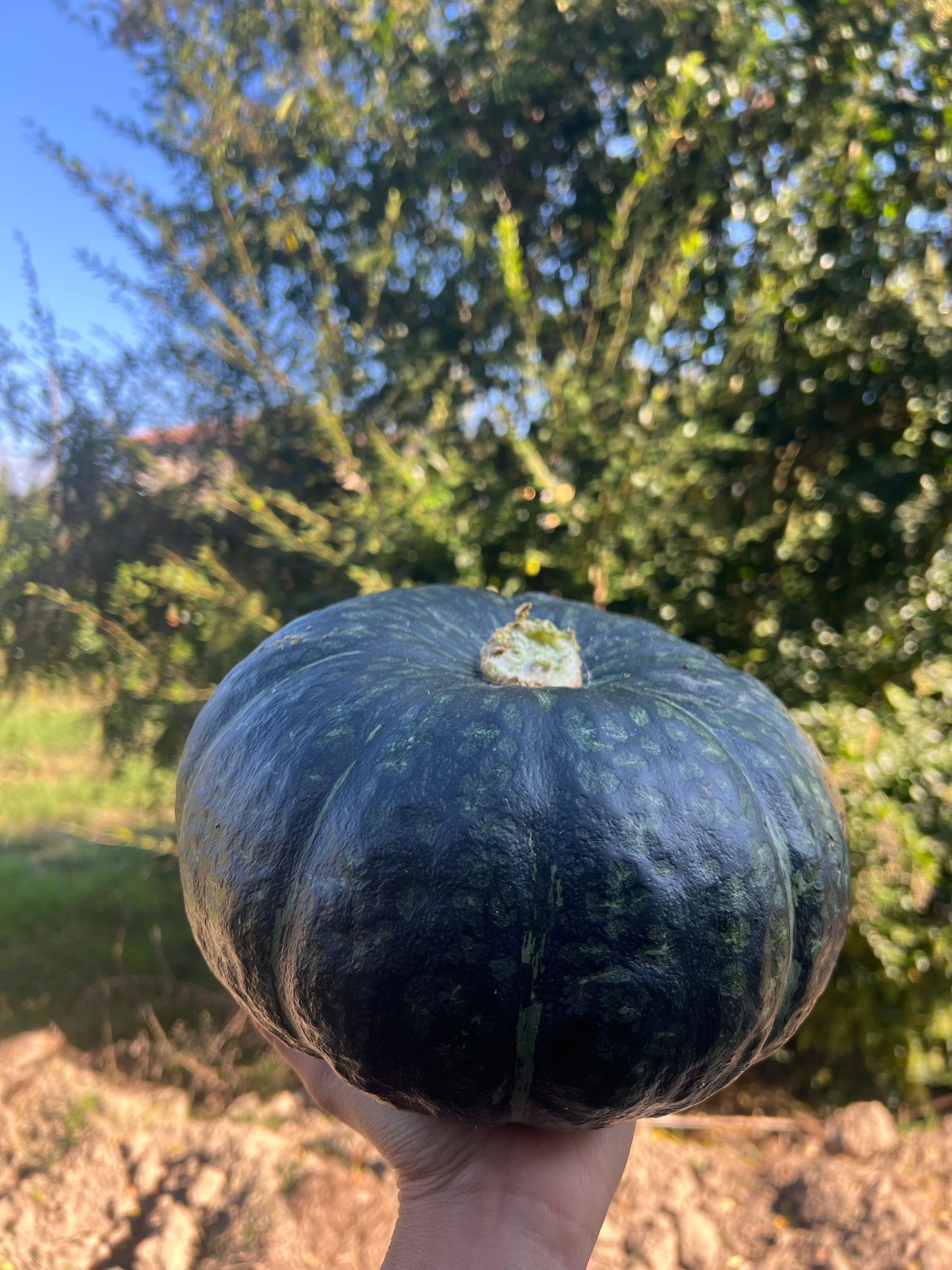 DULCIMAX LUCY 8/9kg ♥️ PREZZO LANCIO 39€