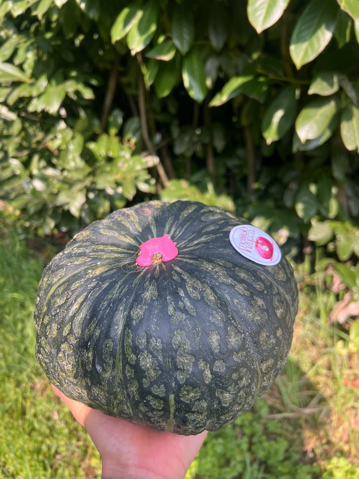 DULCIMAX CHEOPE🇪🇬 Box Doppia 16kg