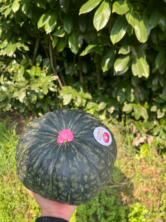 DULCIMAX CHEOPE🇪🇬 Box Classica 8kg