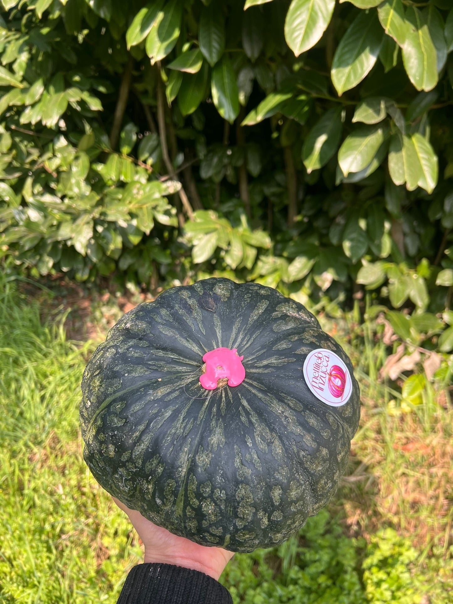 DULCIMAX CHEOPE🇪🇬 Mini Box 5kg