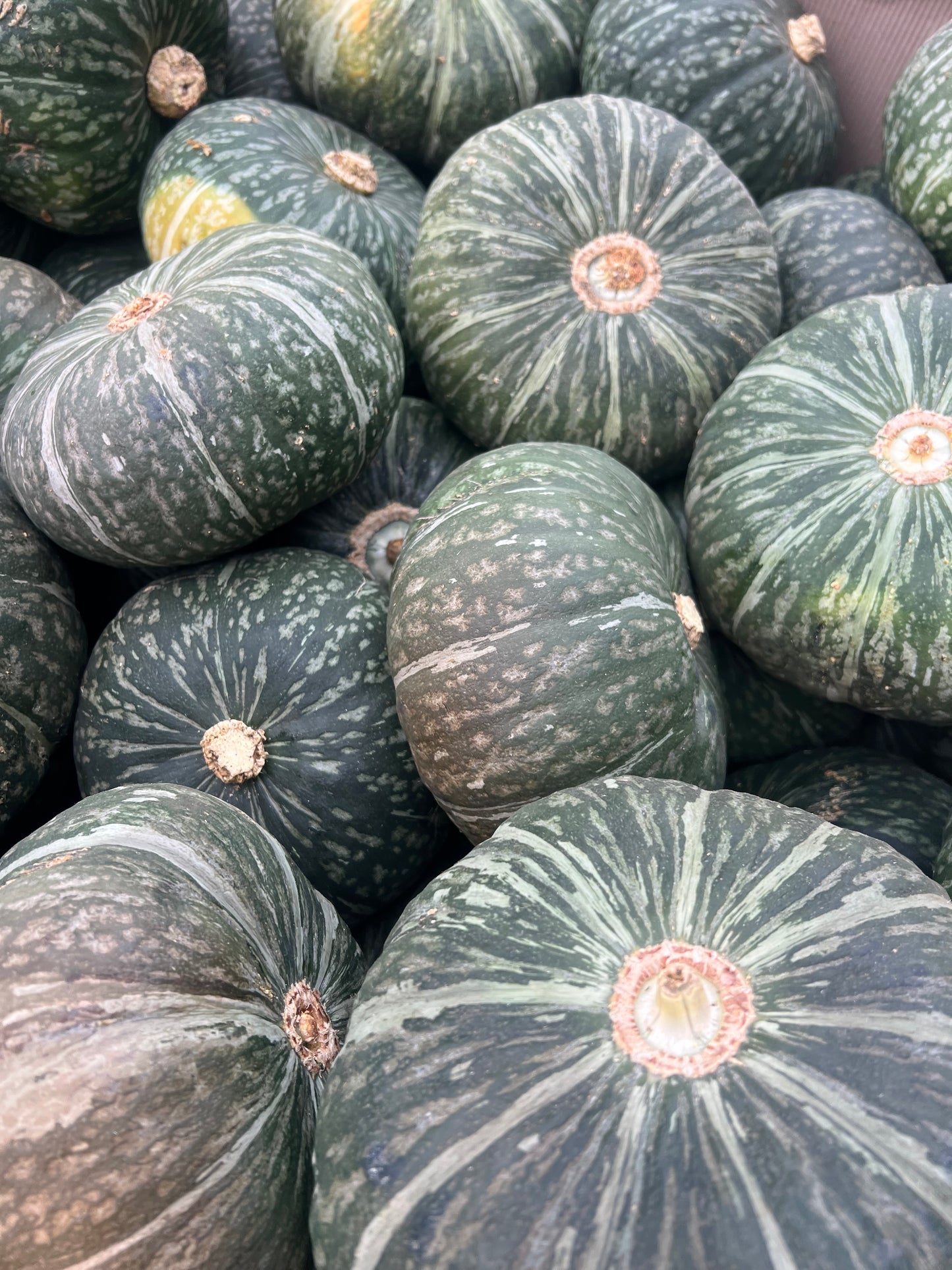 RAMSES, zucche EGITTO 🇪🇬8kg