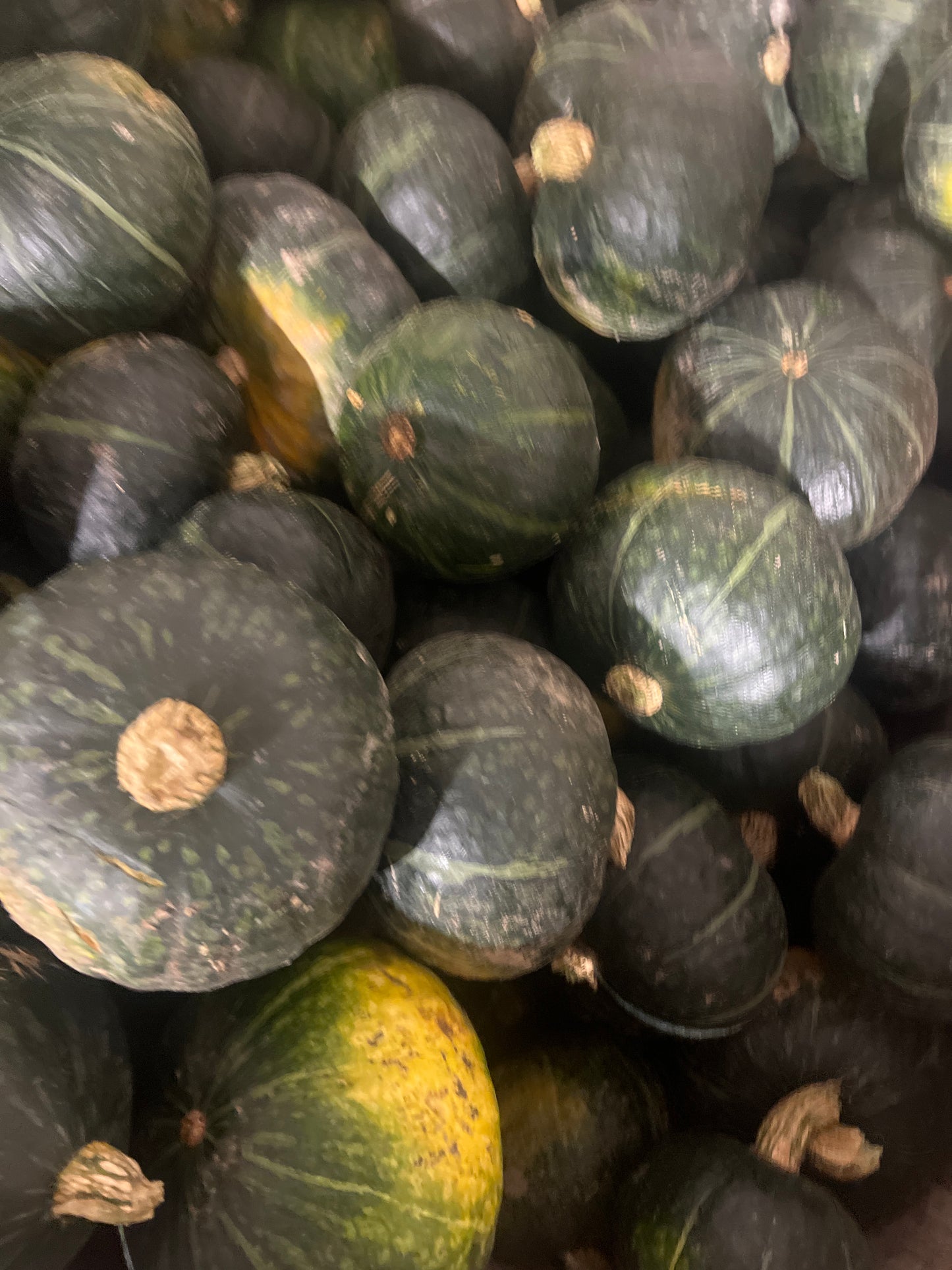 100 box SAVEFOOD baby Dulcimax Sicilia 8kg