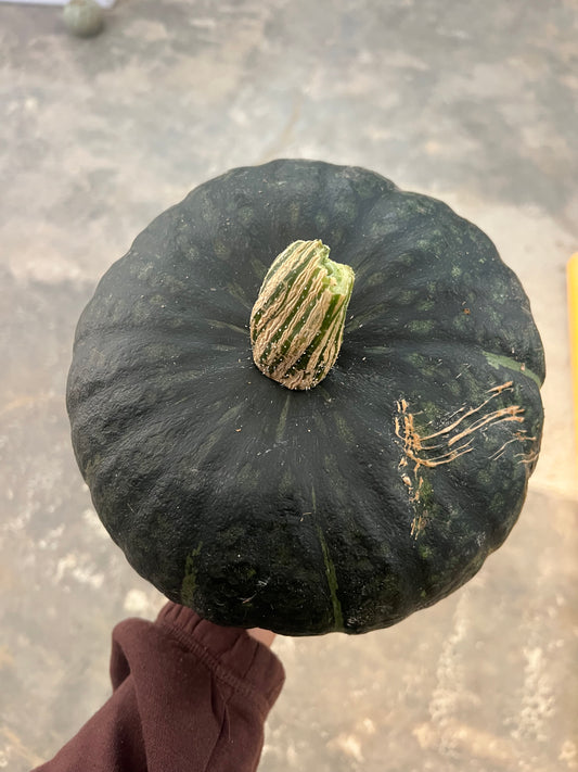 DULCIMAX LUCY 8/9kg ♥️ PREZZO LANCIO 39€