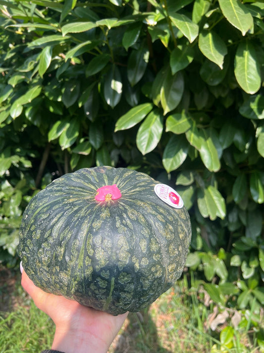 DULCIMAX CHEOPE🇪🇬 Box Doppia 16kg